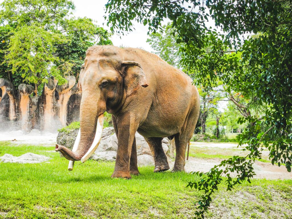 有些泰國自由行遊客會被招攬騎大象遊街