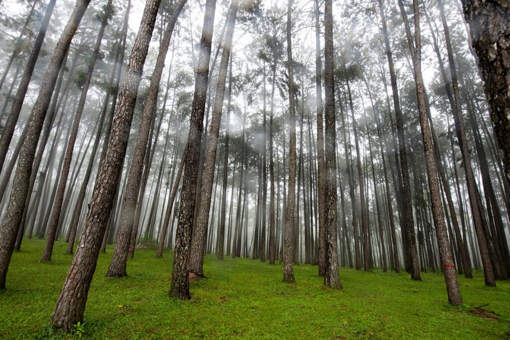 泰國祕境景點：博角松樹林。