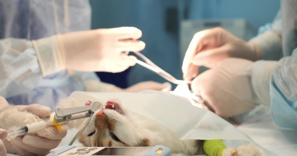 寵物看醫生是必要的，做手術費用很高，飼主要先存好錢，再決定要不要飼養。