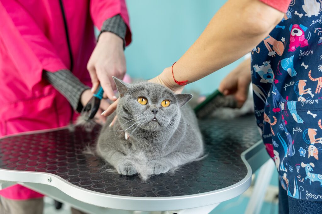 美容墊也是重要的寵物美容工具，備齊工具，能夠快速幫寵物打理好儀表。