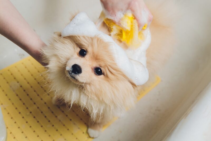 寵物美容工具怎麼挑選？養貓狗必備的5種洗髮精和護髮素，保證洗了不打結
