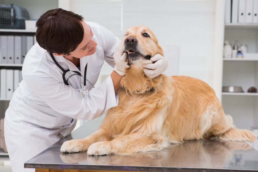 寵物看醫生，費用不便宜，洗牙大約每次2千元。