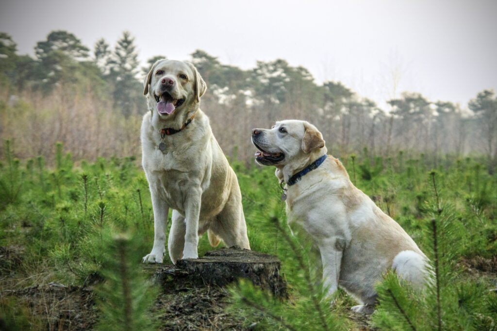 大型犬代表－拉布拉多犬