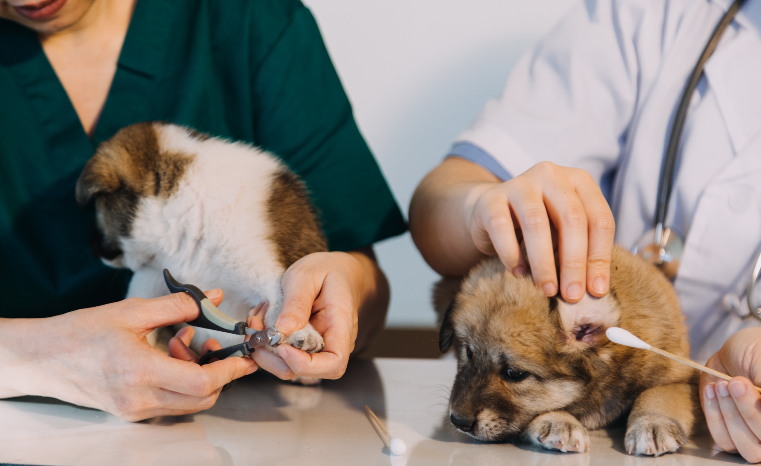 寵物美容教學！學會這6招，平安順利剪完寵物的指甲！