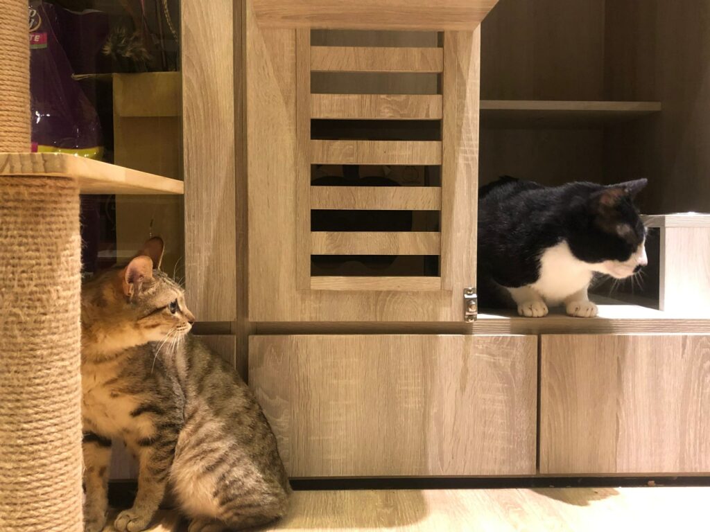 台北寵物旅館推薦－宅貓旅館Cat Village。
