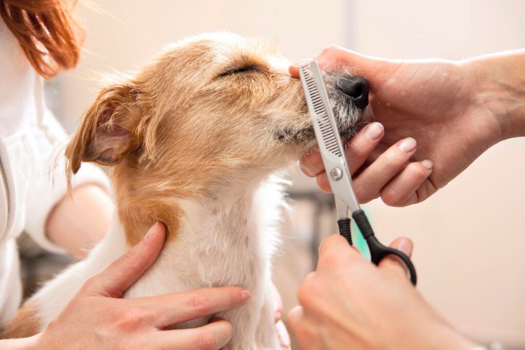整理寵物毛髮的祕訣，由長到短，逐次修剪毛髮。
