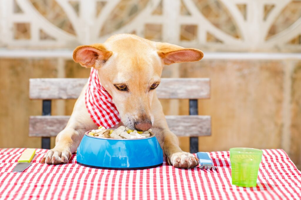 到寵物友善餐廳吃飯，飼主和毛孩都能同歡樂。圖/123RF圖庫