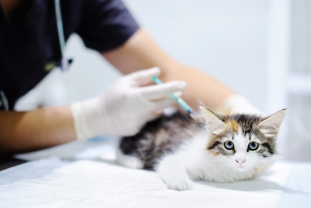 基層獸醫院能夠處理輕微的疾病，也方便飼主帶寵物做例行檢查。圖/123RF圖庫