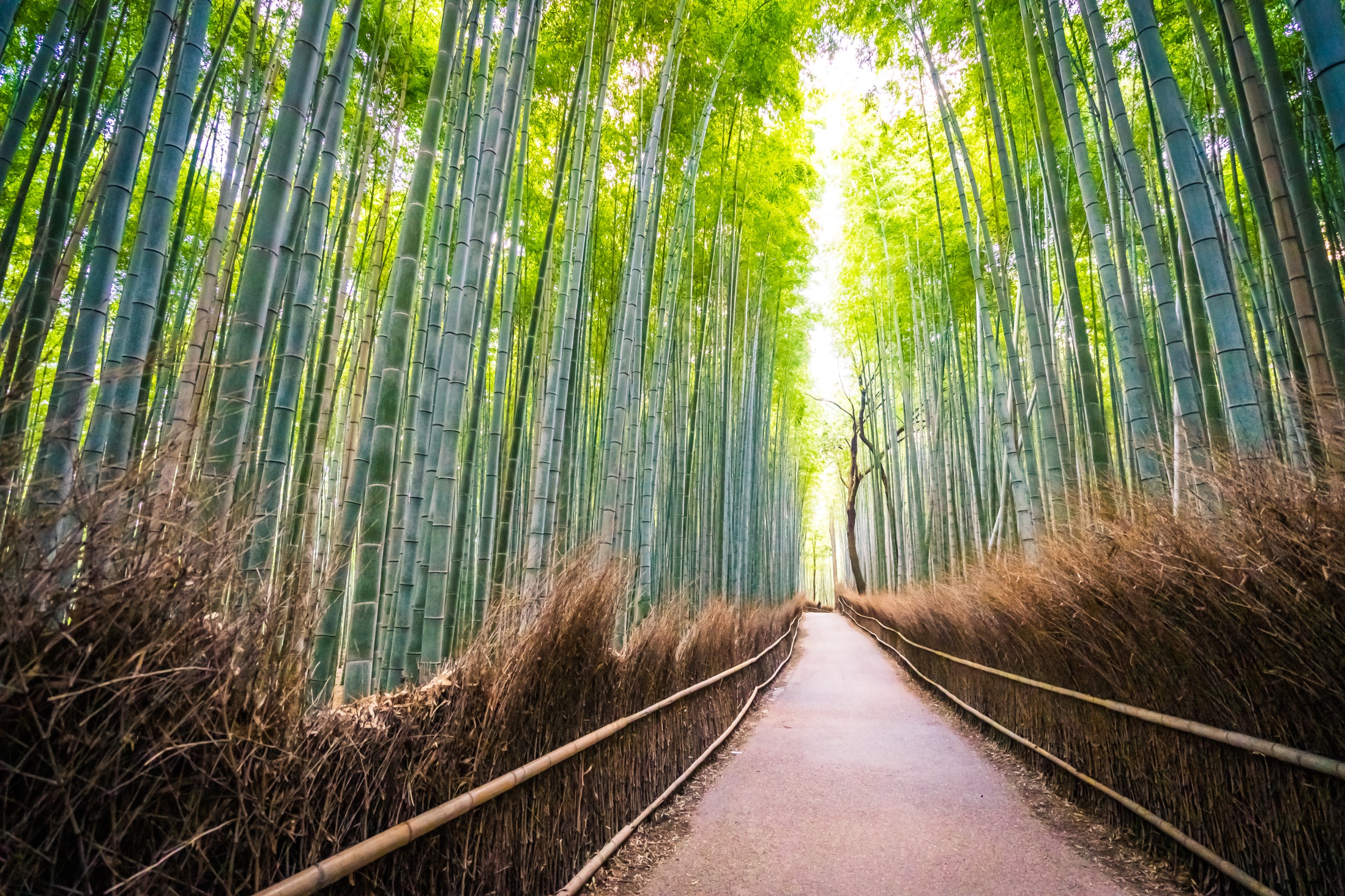 超精實行程！京都一日遊景點推薦 逛遍金閣寺、清水寺、嵐山竹林
