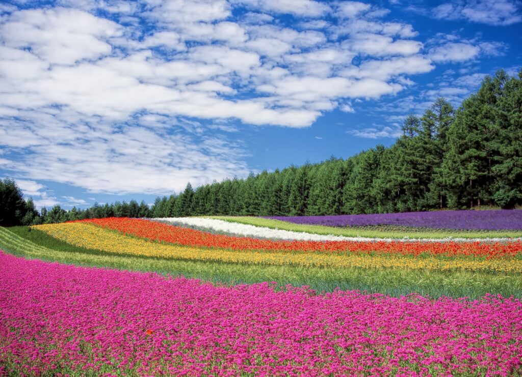 七月上旬至中旬，北海道花田會呈現出夢幻的紫色和粉色系。（圖/123RF圖庫）