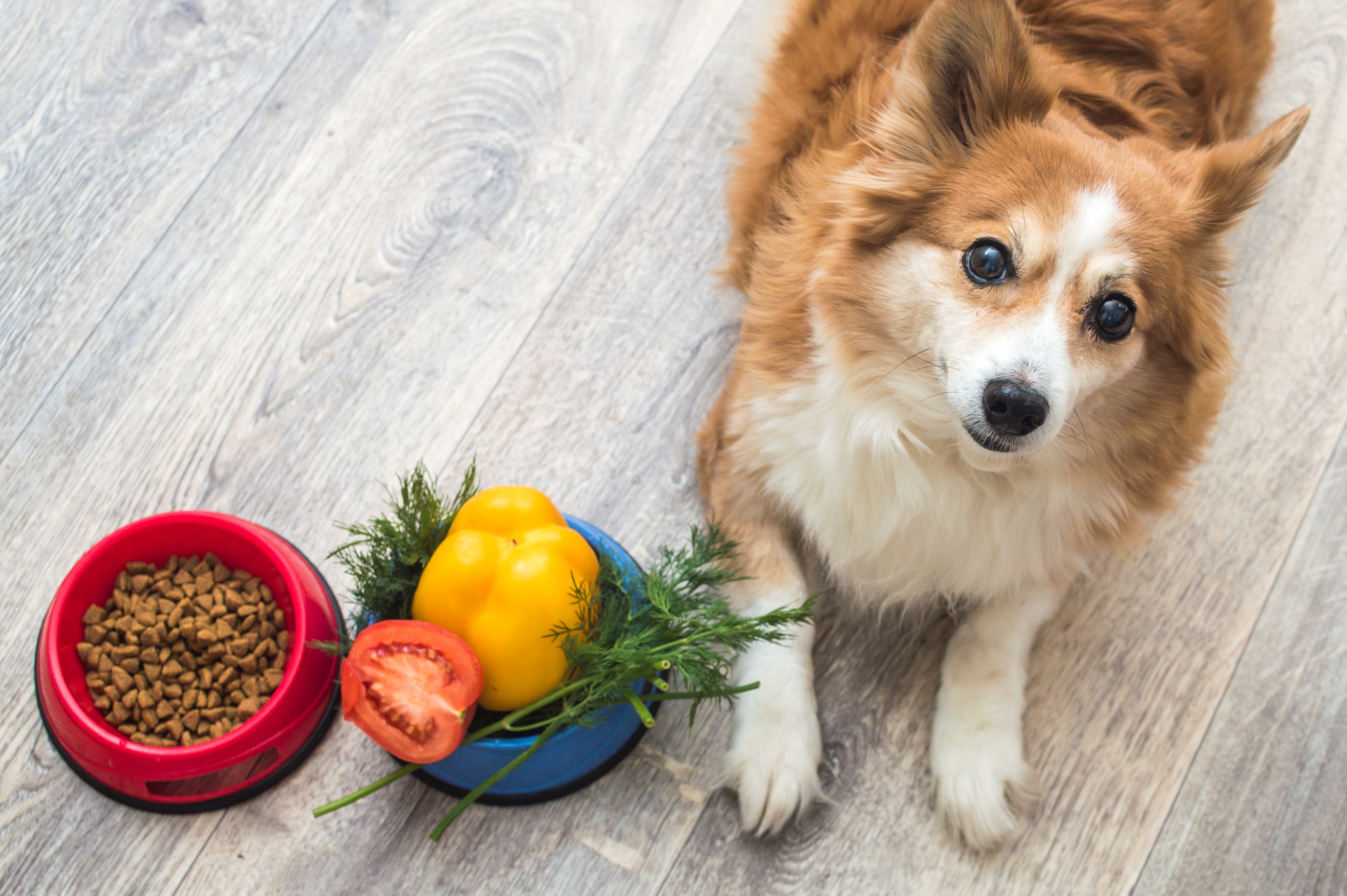 中型犬的食量較大，每天需要餵食兩次，因此飲食費用比小型犬多。圖/123RF圖庫