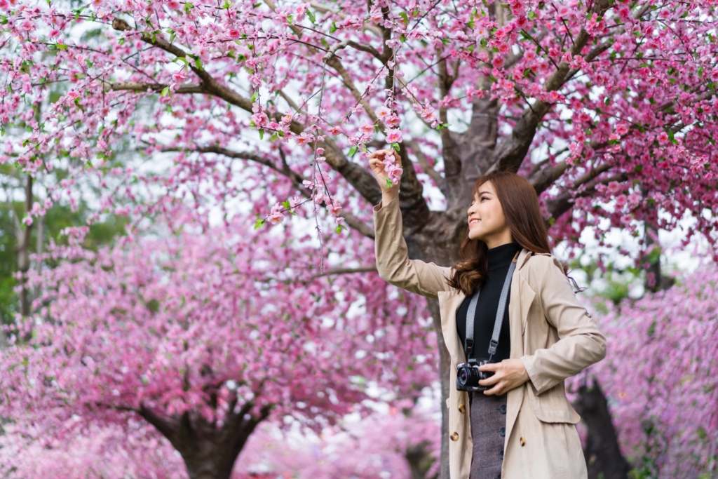 東京也有櫻花，像是目黑川和新宿地區，喜歡追櫻的女孩兒不要錯過。圖/123RF圖庫