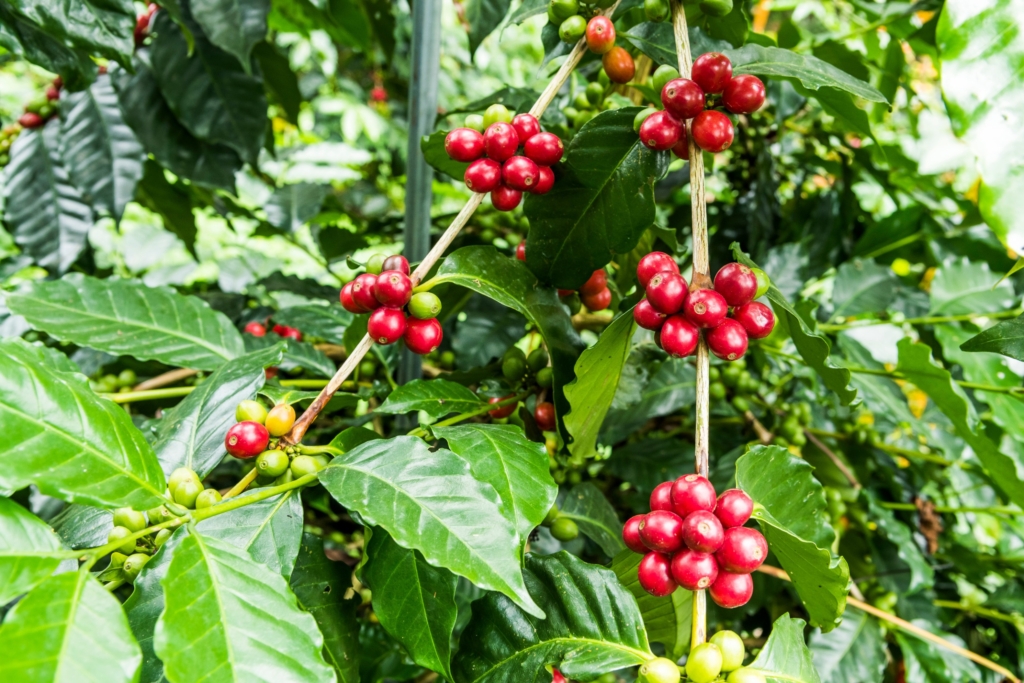東山高地的土質和氣候適合咖啡生長，東山咖啡豆在許多國際咖啡比賽中獲得獎項。圖/123RF圖庫