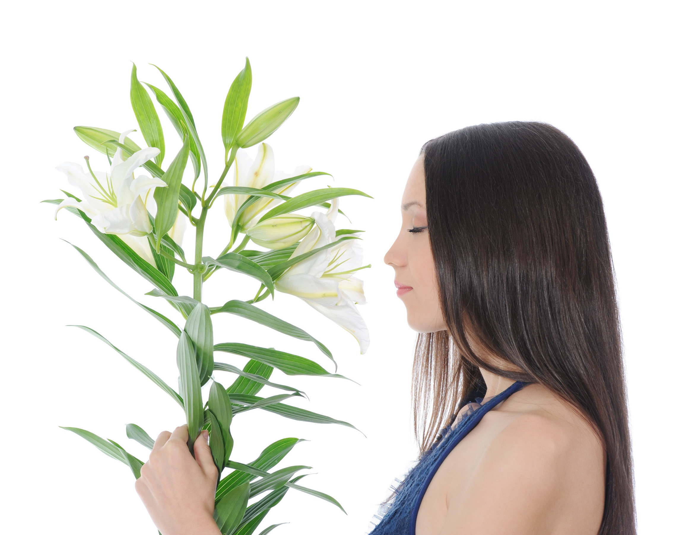 百合象徵純潔、高雅,也象徵「深深的幸福」。圖/123RF圖庫