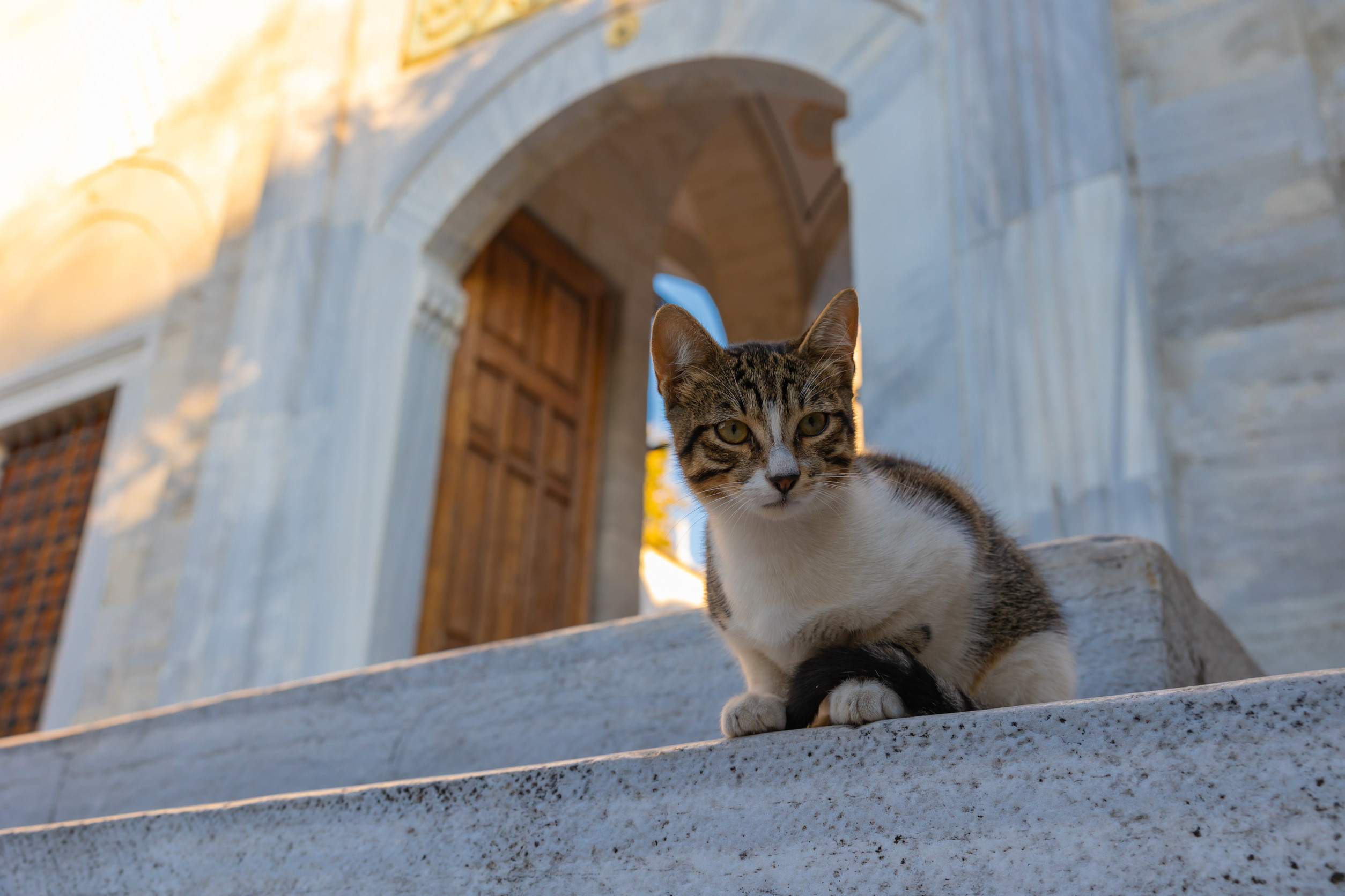 在伊斯坦堡的貓貓不是被圈養，而是與城市共生。圖/123RF圖庫