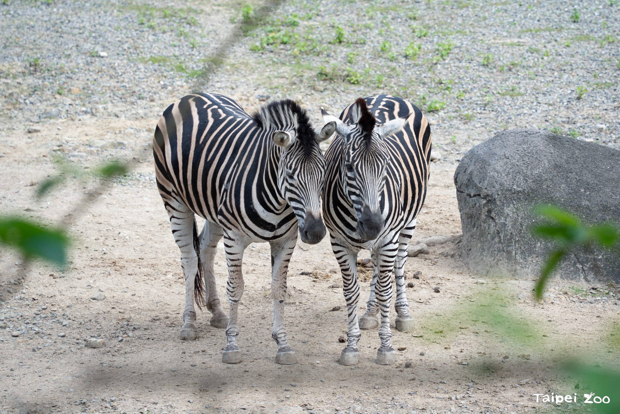 查普曼斑馬 圖/台北市立動物園、台北市政府