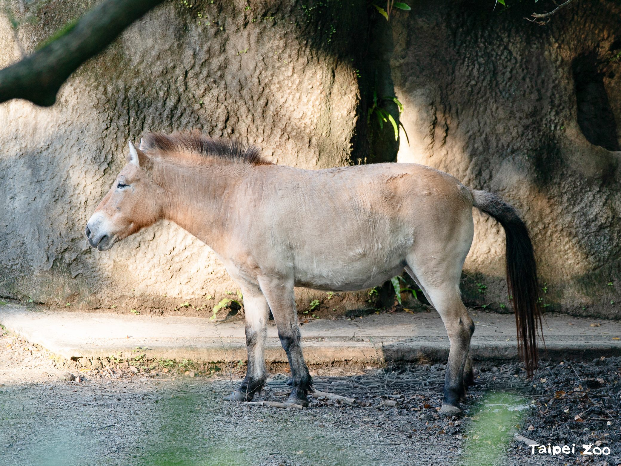 新年散步新玩法！來動物園跟著「馬偵探霍斯」走進馬科動物的真實世界
