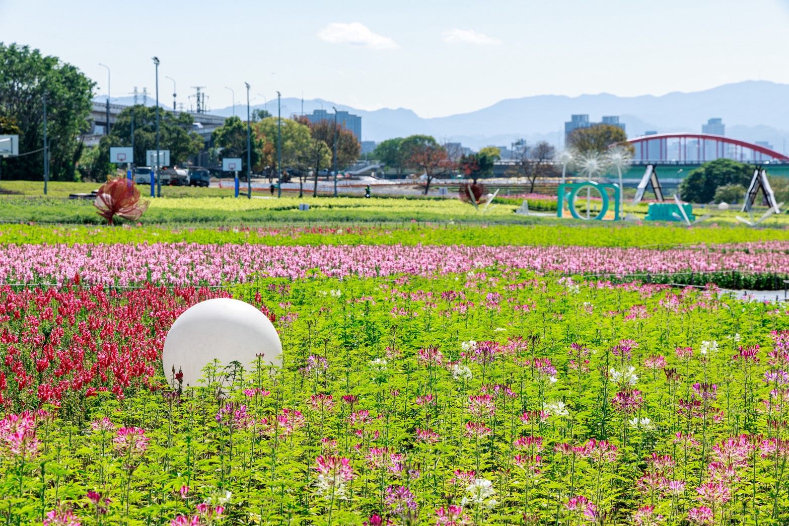 台北市古亭河濱公園花海 圖/台北市政府提供