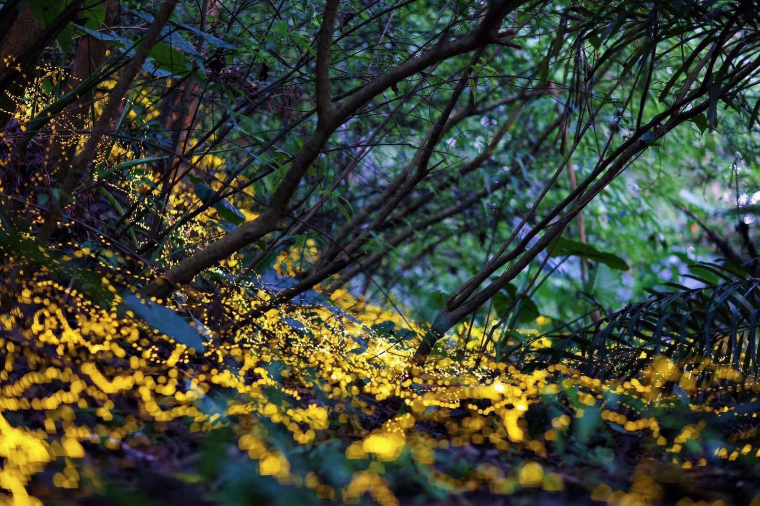 「2026火金姑的故鄉－小礁溪」螢光閃耀．浪漫登場！