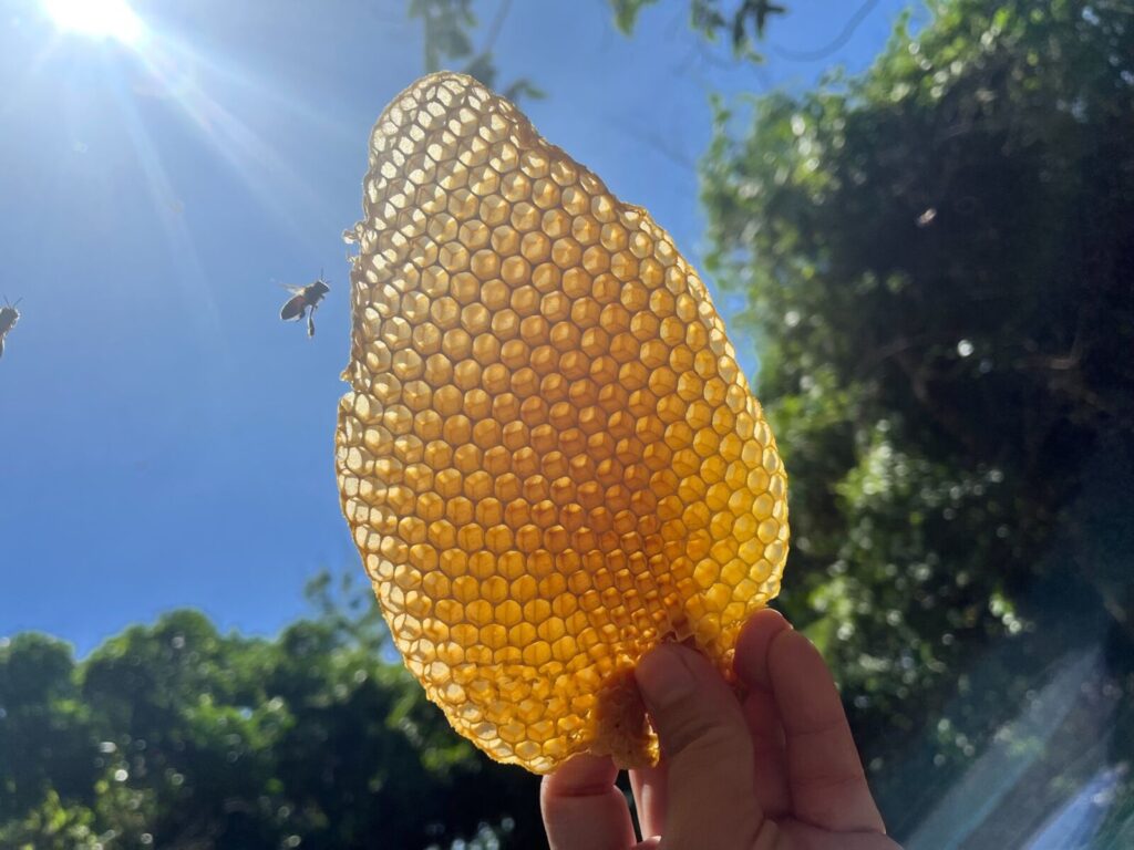 友善農法下的生態故事,未來將透過 EaaS 平台系統性記錄轉化為可供企業 ESG 揭露的科學依據。圖/睿禾金碳提供