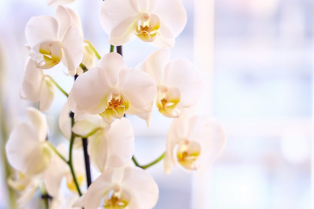 桃花貴人一次到位！5款擺在家能招好姻緣的「神級風水花」